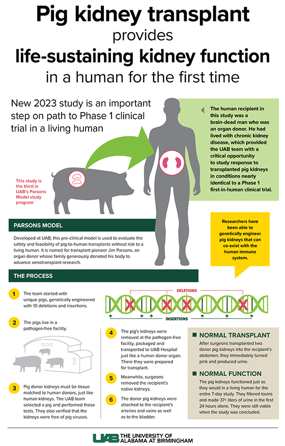 New Study Pig Kidneys For The First Time Demonstrate life New Study Pig Kidneys For The First Time Demonstrate life