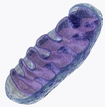 A mitochondrion, or cell powerhouse