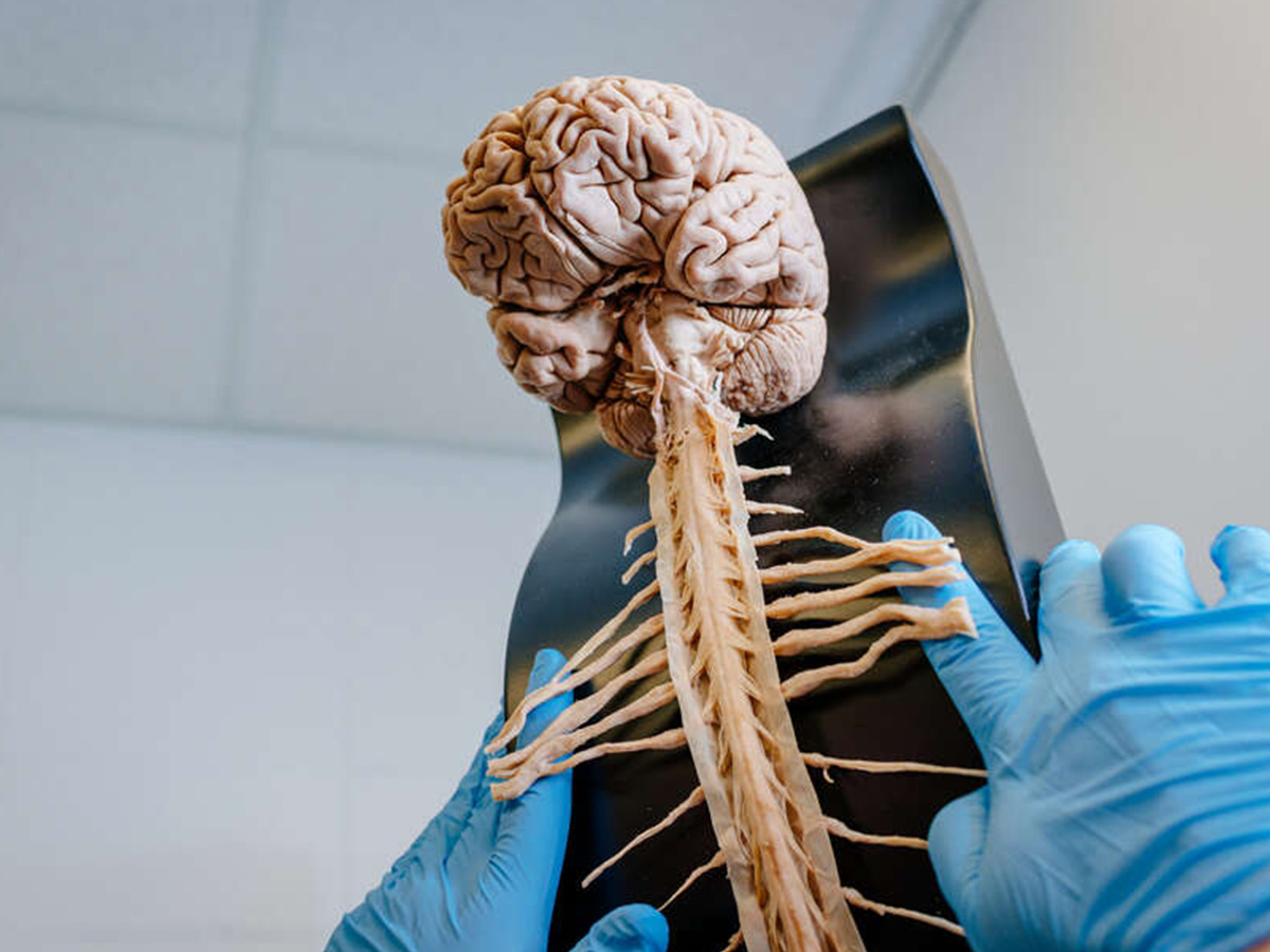 Close-up of gloved hands touching a brain and spinal cord anatomical model