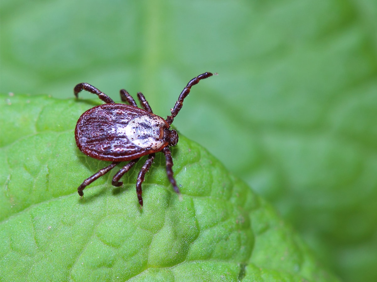 Watch for ticks: What to know about ticks this time of year
