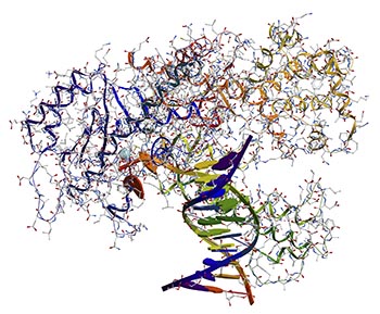 schneider_rna_polymerase_s