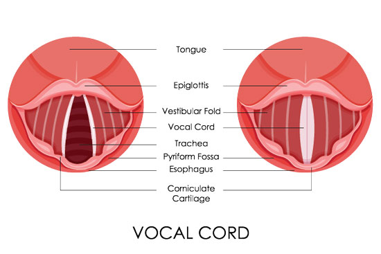 vocal chords
