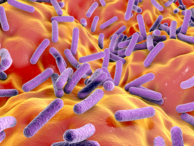 Study outlines genetic factors involved in shaping the human gut microbiome