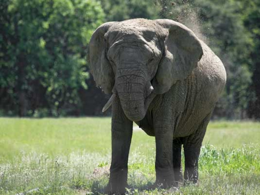 Does this trunk make me look fat? Overweight zoo elephants no laughing  matter - News | UAB