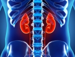 Study finds a novel and more practical way to measure kidney function