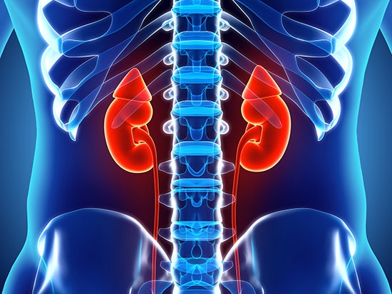 Study finds a novel and more practical way to measure kidney function