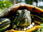 UAB research probes temperature-dependent sex determination in turtles