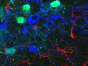 Study finds proof that immune defenses amplify Parkinson’s disease damage