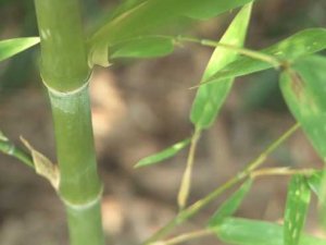 UAB business students hoping to find treasure in Black Belt bamboo