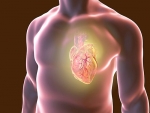 Doxorubicin disrupts the immune system to cause heart toxicity
