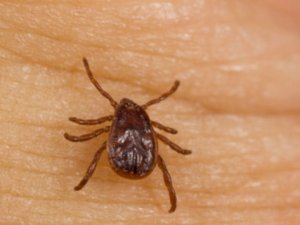Tiny tick packs a big wallop: Rocky Mountain spotted fever