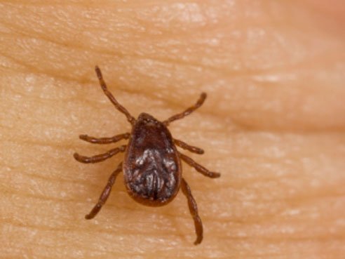 Tiny tick packs a big wallop: Rocky Mountain spotted fever