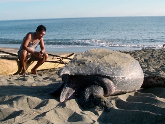 Grant awarded to UAB alumnus to continue research on Pacific leatherback sea turtle