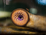 Disease-causing protein in cystic fibrosis has ancient roots in sea lamprey