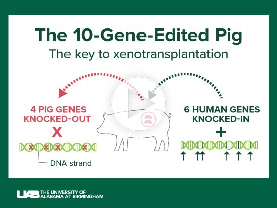 The 10-gene pig and other medical science advances enabled UAB's transplant  of a pig kidney into a brain-dead human recipient - News | UAB