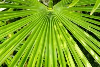 Saw palmetto not effective for urinary issues in men with BPH