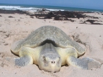 World’s most endangered sea turtle species in even more trouble than we thought