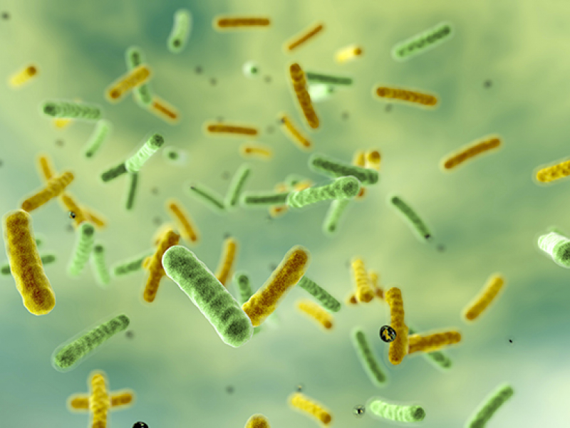 Persistence of gut microbial strains in twins, living apart after cohabitating for decades