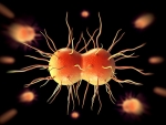 Oral antibiotic treatment option for gonorrhea identified by UAB researchers