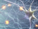 Untangling brain neuron dysfunction in Parkinson’s disease and dementia with Lewy bodies