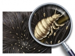 Don’t let head lice get the best of your family this school year