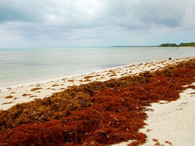 Marine biologist to explore life cycle diversity in red seaweed