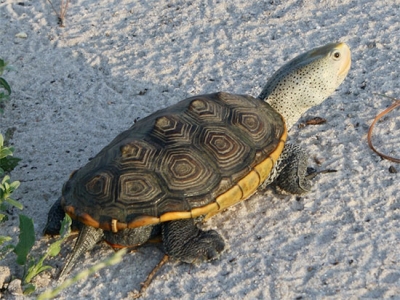 Restoring turtle population in Alabama salt marshes is focus of newly received grant
