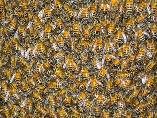 UAB professor helps rescue workers in swarm of thousands of killer bees