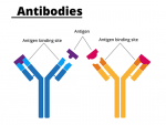 An enhanced brain delivery of antibodies heightens the potential to treat brain diseases