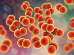 NIH study to explore vaccine for gonorrhea prevention