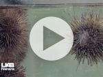 Shrimp may grow faster, bigger, healthier and tastier on sea urchin droppings diet
