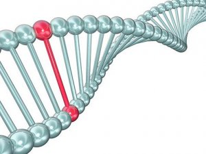 Changes in gene explain more of inherited risk for rare disease