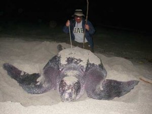 UAB research says 2,000 pound turtle could be extinct within 20 years