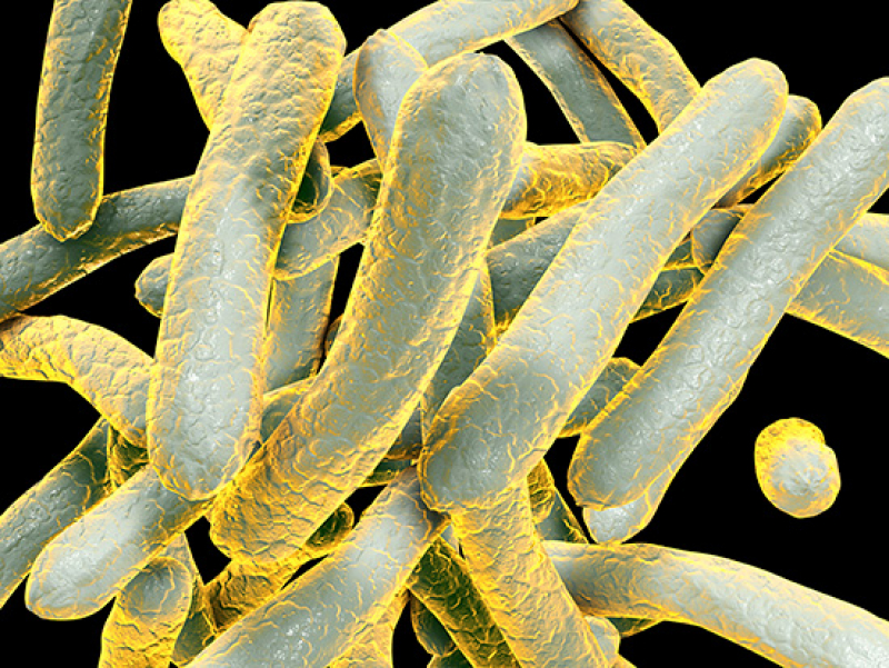 A gene in tuberculosis bacteria is found essential for siderophore secretion and virulence