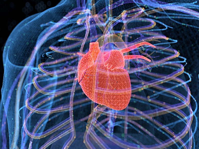Slow release of a drug, TT-10, improves heart attack recovery in a mouse model