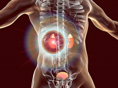 Resolvin D-1 limits kidney damage after heart attacks