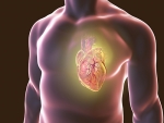 A bioactive molecule may protect against congestive heart failure after heart attacks