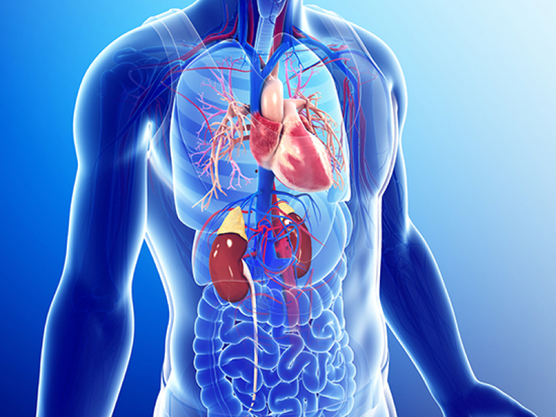 Link between chronic kidney disease and heart failure is identified in patients