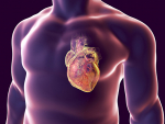 A simple method to improve heart-attack repair using stem cell-derived heart muscle cells