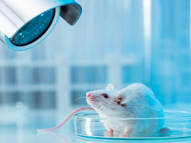 Study shows an improved way to model Type 2 diabetes in mice