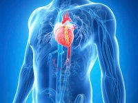 Heart failure after a heart attack is driven by immune cells made in the spleen