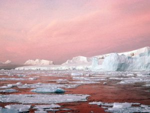 Antarctic marine ecosystems damaged by human activities