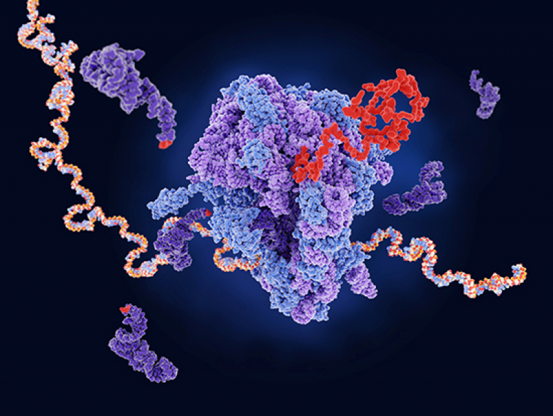 Hypoxia, a feature inside solid cancer tumors, reprograms methylation of ribosomal RNAs