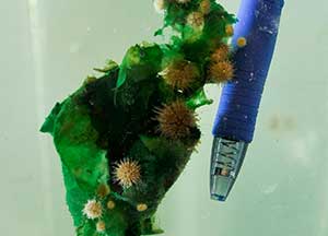 UAB Sea Urchin