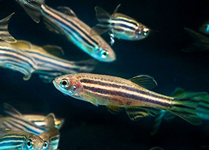 Zebrafish