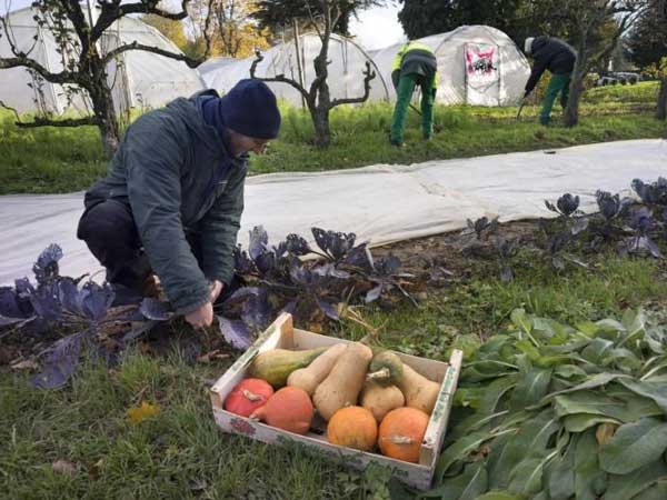 Members of the &quot;Jardin du coeur&quot; association pick vegetables at a garden in Francheville near Lyon November 26, 2013. REUTERS/Robert Pratta