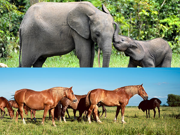 Elephants and horses