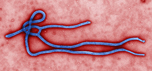 ebola for web