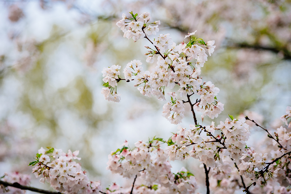 cherry blossoms inside