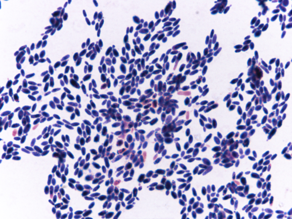 rep c auris bmp 1000px